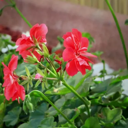 Guest house Casa Adelina Eforie Nord