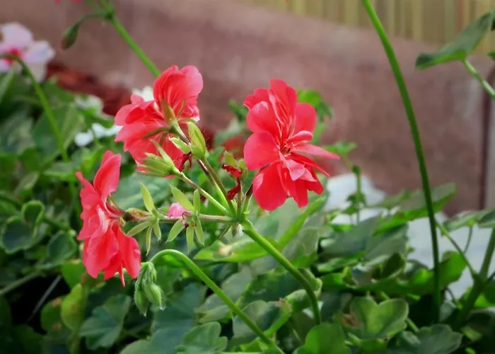 Vendégház Casa Adelina Észak-Eforie